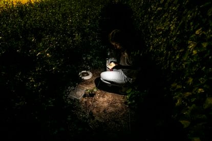 Rebeca se ilumina con un móvil en una de las colonias que cuida.
