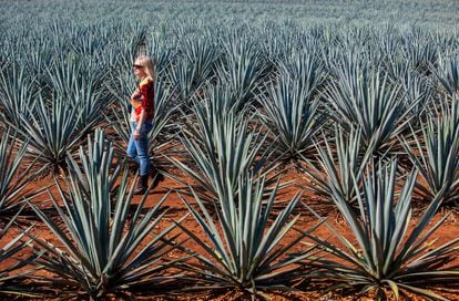 Una turista en una plantación de agave azul, cerca de la ciudad de Tequila.
