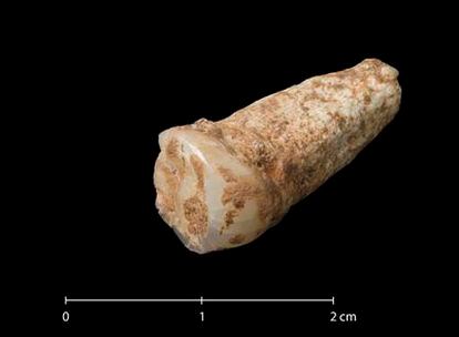 El premolar que se ha encontrado en la Cueva de la Sima del Elefante en la Trinchera del Ferrocarril de la Sierra de Atapuerca.