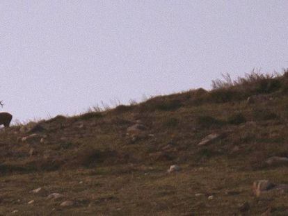 Un ciervo durante la berrea en los Montes del Parque Natural del Saja-Besaya en Cantabria.