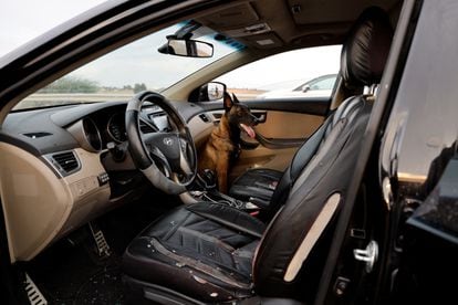 Un perro permanece en el interior de un vehículo atacado por los terroristas en una carretera en la ciudad israelí de Sderot, este sábado.