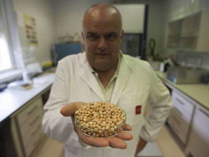 Félix Cabello, director de departamento de investigacion agroalimentaria del IMIDRA, con el garbanzo madrileño.