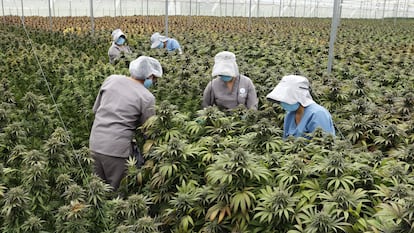 Trabajadoras cuidan plantas de cannabis en el vivero de la empresa Clever Leaves, el 1 de julio de 2021 en Pesca, Boyacá.