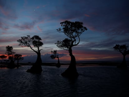 Manglar en la provincia de Tenggara, en Indonesia, en febrero de 2020.