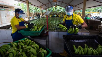 Productores de banano limpian la fruta en El Oro (Ecuador).