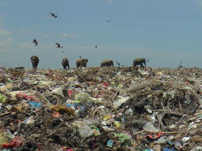 Wild elephants are seen at a garbage landfill near the eastern town of Ampara in Sri Lanka, October 4, 2020. Picture taken October 4, 2020. REUTERS/Stringer NO RESALES. NO ARCHIVES