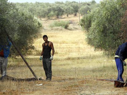 Tres jornaleros recogen aceituna en un olivar del Aljarafe sevillano.