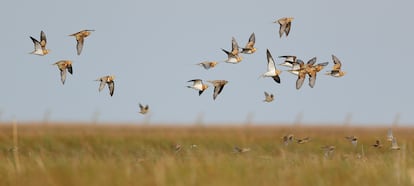 Grupo de ganga ibérica, en el parque nacional de Doñana.