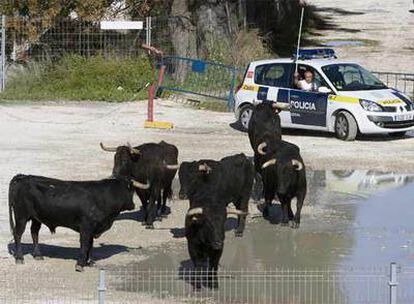 Un vaquero desde un vehículo de la Policía Local intenta conducir a los toros que se escaparon por las calles de Cádiz.