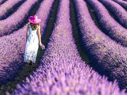 Campo de lavanda en Le Plateau de Valensole, en la Provenza.