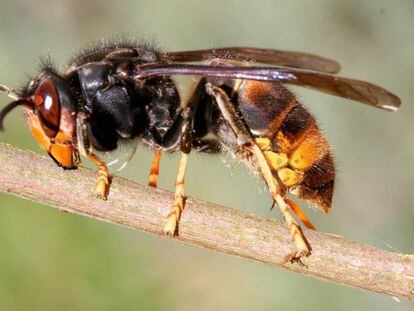 Ejemplar de avispa asiática ('Vespa velutina').