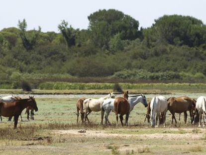 Una vista de las marismas de Do&ntilde;ana en el t&eacute;rmino municipal de Almonte.