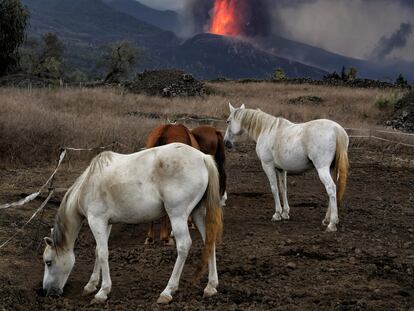 Unos caballos pastan no muy lejos del volcán Cumbrevieja, que lleva 24 días expulsando lava.