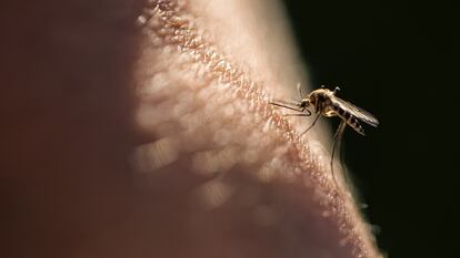 Los hospitales españoles detectan un súbito aumento de viajeros con enfermedades tropicales 