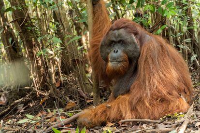 Los orangutanes machos adultos de la isla de Borneo pasan hasta el 5% del tiempo en el suelo. Sin embargo, los de la vecina Sumatra no bajan de los árboles. En Borneo se extinguieron los tigres, en Sumatra, no. En la imagen un macho rescatado de una plantación de palma.