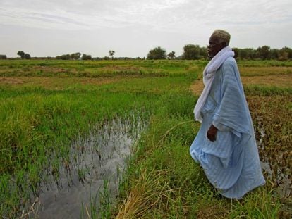 El jefe tradicional Samba Diba Sow contempla los arrozales de Lerabé, al norte de Senegal.
