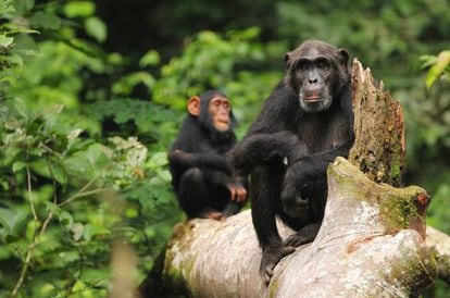 El conocimiento adquirido y transmitido por los chimpancés está en riesgo. 