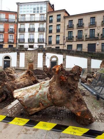 Plátano derribado por el Ayuntamiento de Ourense en la plaza de San Marcial.