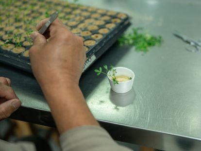 Un trabajador separa brotes de semillas modificadas genéticamente para destinarlas a las plantaciones.