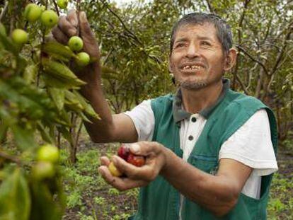 Pablo Villegas y la fruta camu camu. 