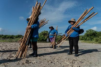 Un grupo de chelemeras antes de entrar al mar con los palos para montar las tarquinas en el manglar.