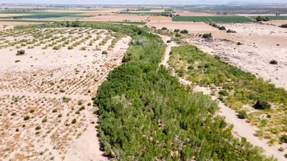 La zona reforestada del sitio de restauración Miguel Alemán, rodeada de árido desierto y tierras agrícolas.
