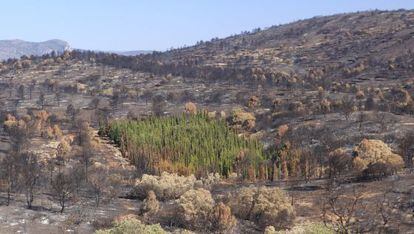 Los casi mil cipreses plantados en el barranco de Herbasana, Jerica, se salvaron tras el incendio de Andilla, que arras&oacute; otros muchos &aacute;rboles.