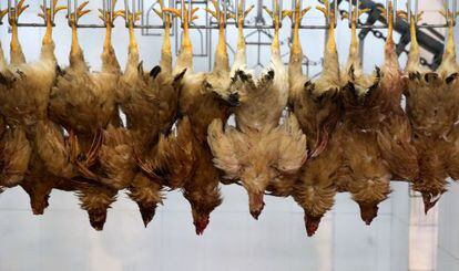 Pollos colgados en un matadero. Su comercialicaci&oacute;n fue vetada el 12 de abril.