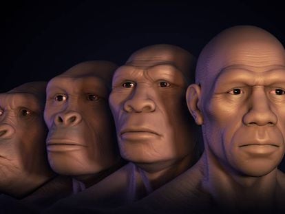 De izquierda a derecha, reconstrucci&oacute;n de los rostros de &#039;Australopitecus&#039;, &#039;Homo habilis&#039;, &#039;Homo erectus&#039; y &#039;Homo sapiens&#039;. 