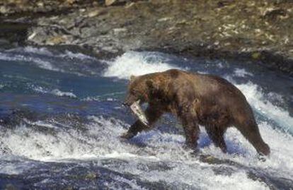 Un oso pardo pesca un salmón en los rápidos del río McNeil, en Alaska.