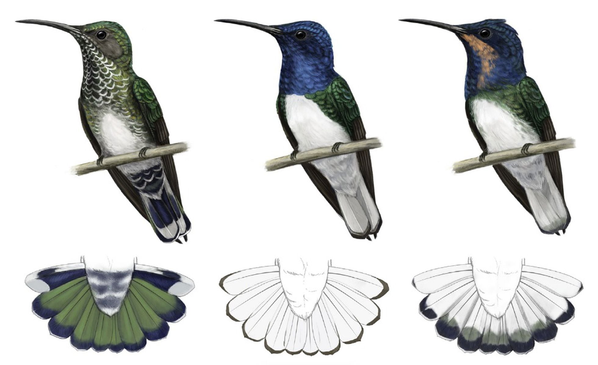 Las hembras de una especie de colibrí copian la apariencia de los machos  para evitar el acoso | Ciencia | EL PAÍS