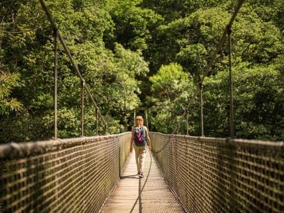 2HAXYKG Back view of unrecognizable female tourist with backpack walking on suspension footbridge along lush green forest in national park Fragas do Eume in G