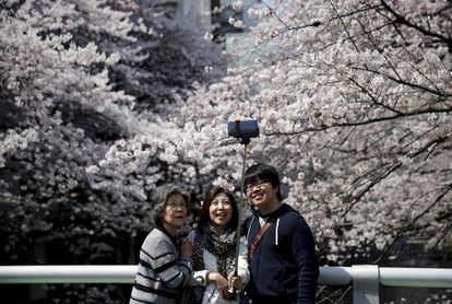 La fascinación de los japoneses por los cerezos es tal que existen multitud de aplicaciones de Internet que facilitan hacer un seguimiento del 'sakura', desde en qué momento y lugar han aparecido los primeros pétalos hasta el efecto de la presión atmosférica en las delicadas flores. En la imagen, una familia se hace un selfi junto a los cerezos florecidos en Tokio (Japón) el 31 de marzo.