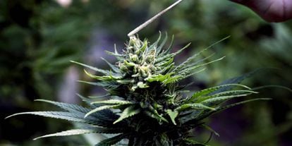 Polinización de una planta de marihuana en Oregón, EE UU.