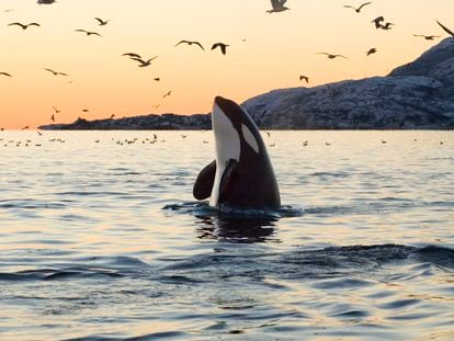 Imagen de una orca al amanecer.
