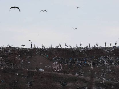 Un grupo de cigüeñas en el vertedero de basura de la mancomunidad del Este, en Alcalá de Henares.