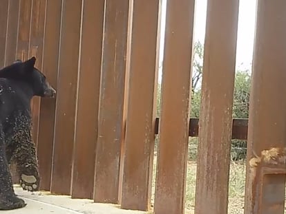 Un oso captado por las cámaras de Sky Island Alliance en la frontera de Arizona.