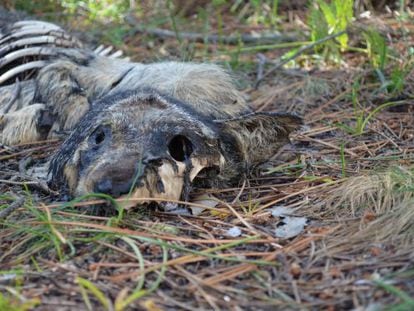 Restos de un lobo muerto de forma violenta en Boiro, del que el colectivo ecologista Vox Anima avis&oacute; al Seprona el 27 de abril.