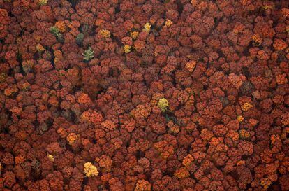 Vista aérea de un bosque de hoja caduca un día de otoño en Recklinghausen, (Alemania), el 31 de octubre de 2015.