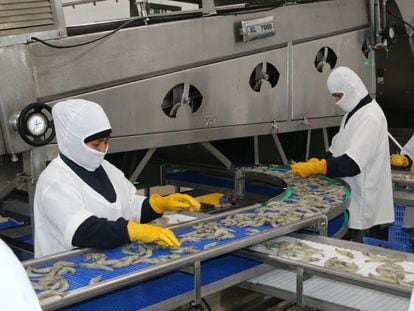Ecuador exportó 688.000 toneladas de camarón en 2020.