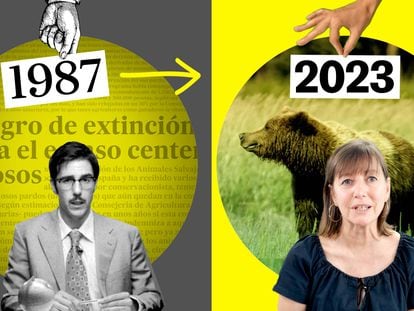 ECOILÓGICO: Cuando en la cornisa cantábrica apenas quedaban 65 osos pardos