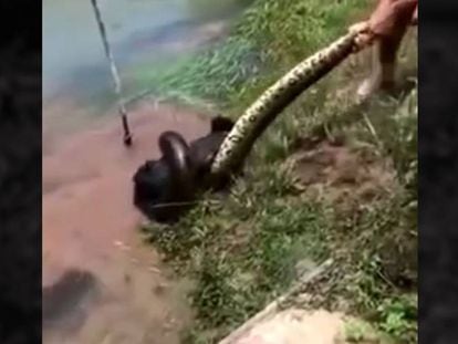 Dos hombres liberan a un perro atrapado por una anaconda