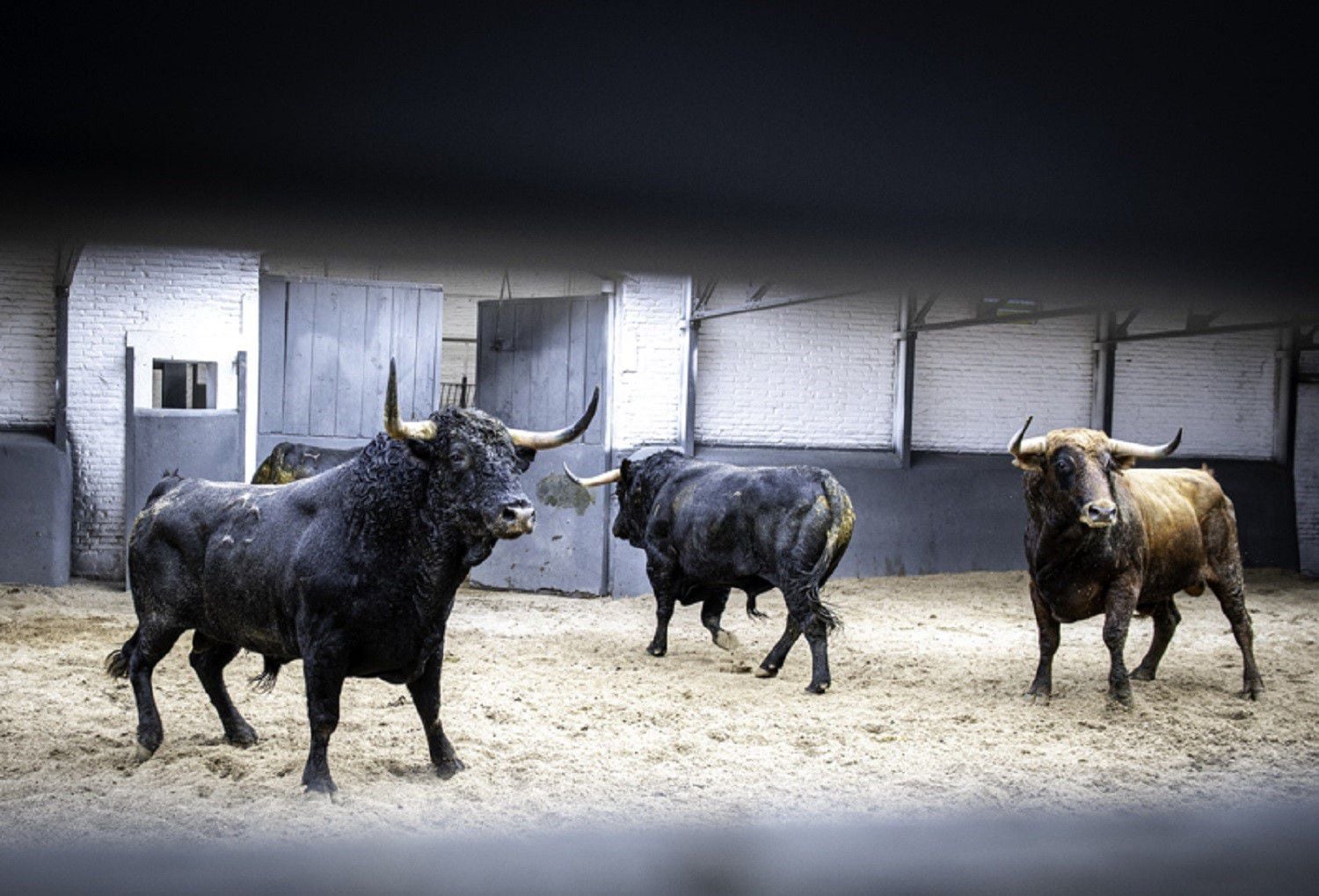 Dos corridas toristas -Cuadri y Pedraza de Yeltes- abrirán la temporada en Las Ventas