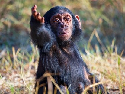Imagen de Jake, uno de los bebés chimpancé estudiados en la investigación, haciendo un gesto a otro chimpancé.