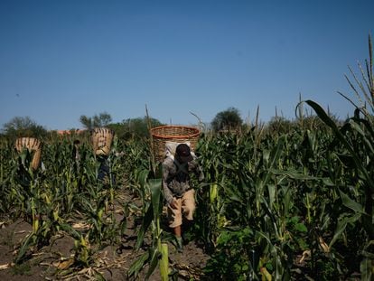 Trabajadores cosechan maíz en una granja de San Luis Potosí (México), en 2021.