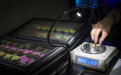 Un hombre pesa marihuana en una váscula de precisión.