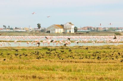 Los Flamencos De L’Albufera, Entre El Espectáculo Y El Reto ...