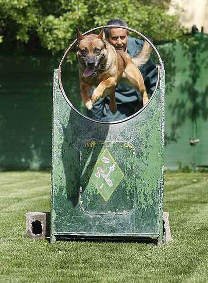 <i>Roi,</i> un perro de raza malinois, durante los ejercicios de entrenamiento en la escuela canina.