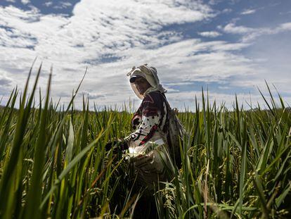 Una mujer cultiva arroz en la ciudad de Lérida, en el departamento de Tolima, en Colombia, en julio de 2022.