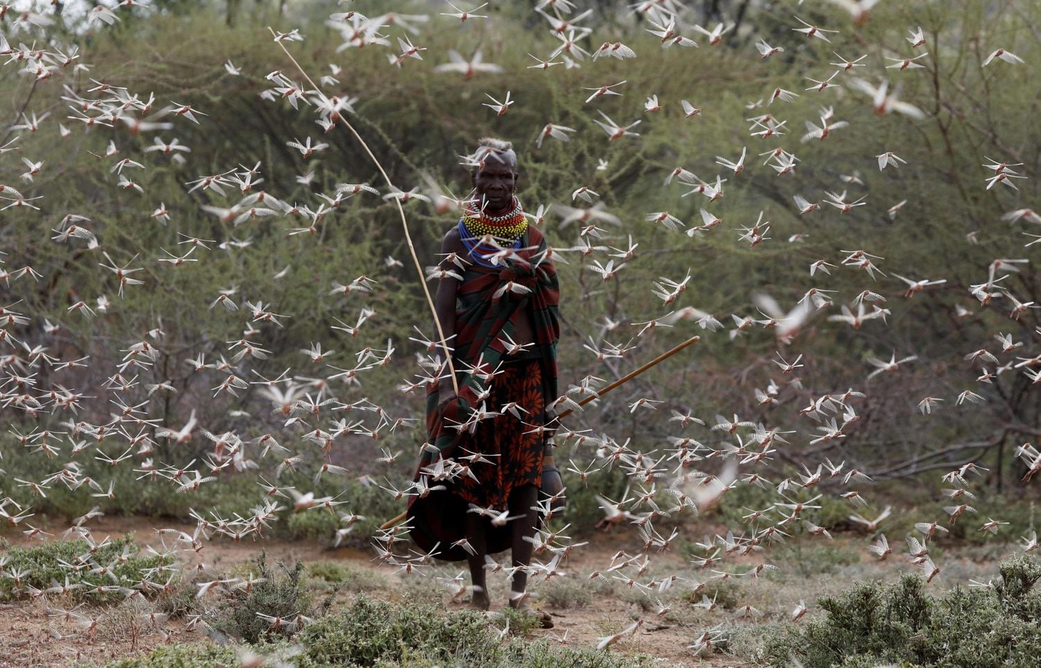 Una mujer de la tribu Turkana camina a través de un enjambre de langostas en Kenia, a principios de julio.